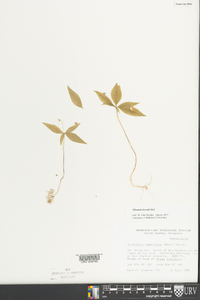 Trientalis borealis image