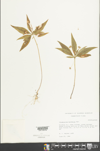 Trientalis borealis image