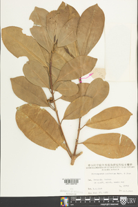 Pittosporum balansae image