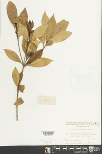 Pittosporum glabratum image
