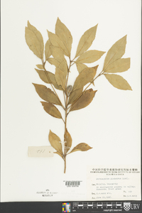 Pittosporum glabratum image