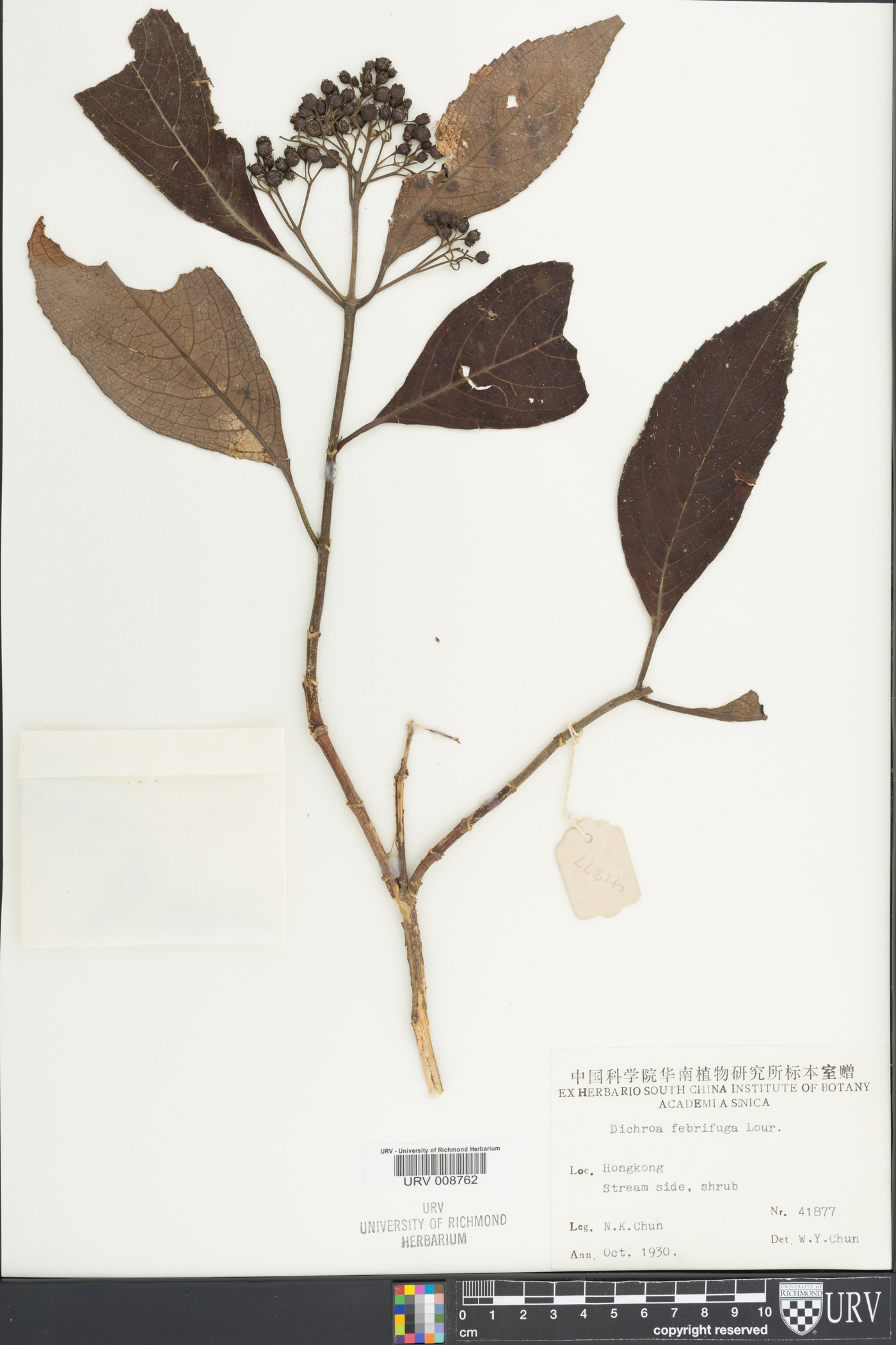 Hydrangea febrifuga image