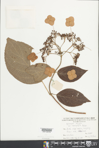 Hydrangea strigosa image