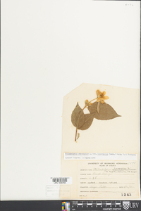 Philadelphus coronarius image