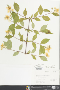 Philadelphus inodorus image