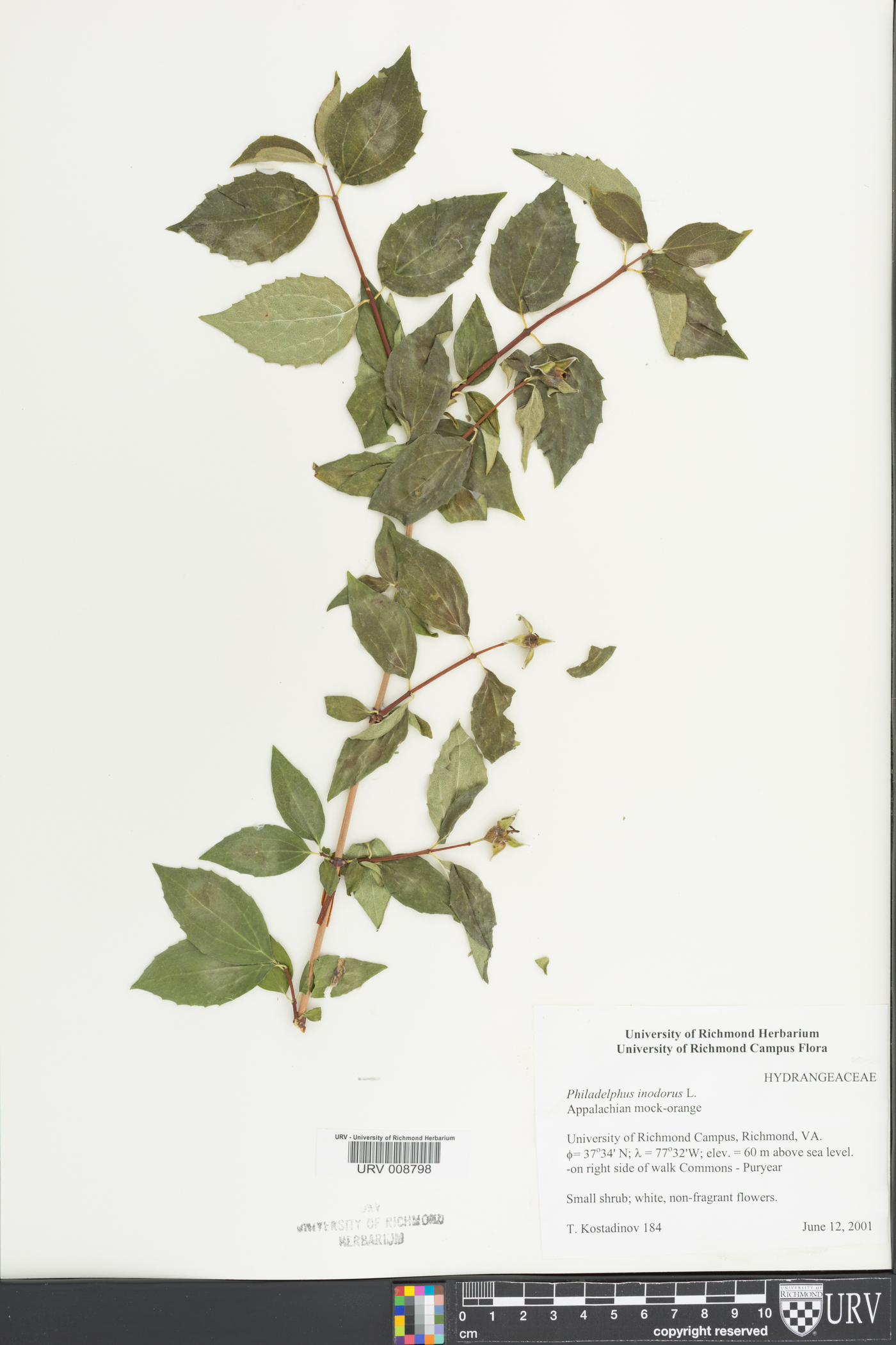 Philadelphus inodorus image