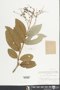 Image of Hydrangea tomentella