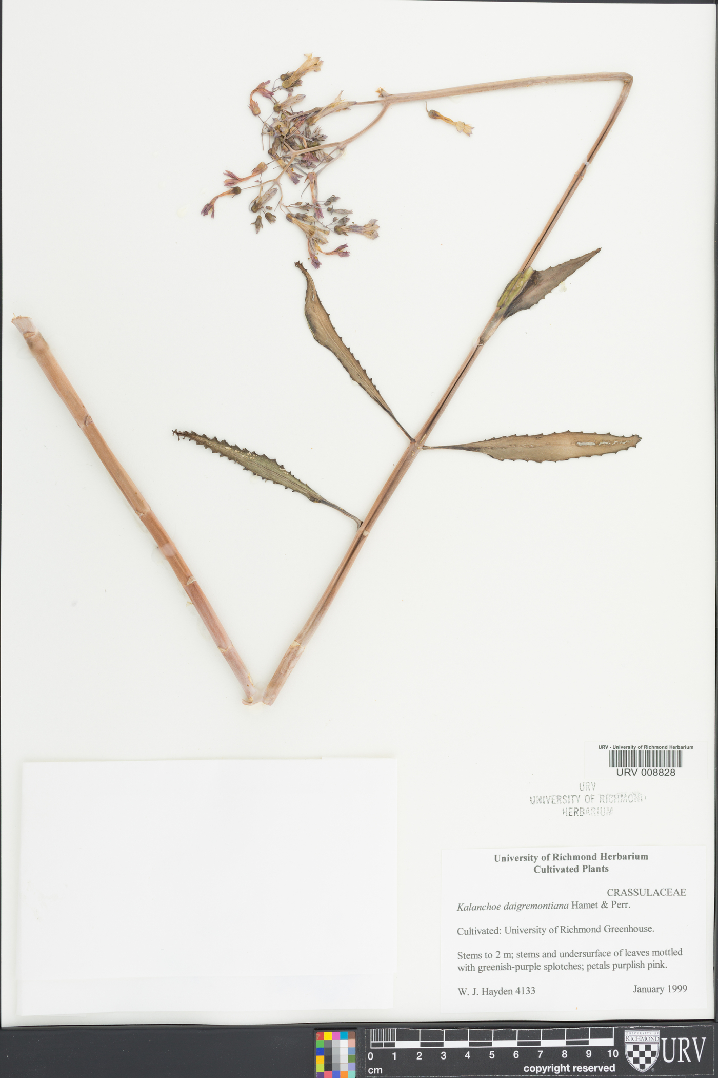 Bryophyllum daigremontianum image