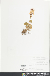 Boykinia richardsonii image