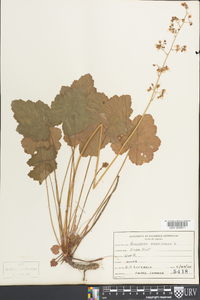 Heuchera americana image