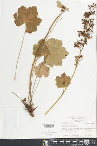 Heuchera americana image