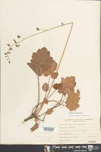 Heuchera americana image