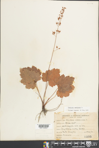 Heuchera americana image