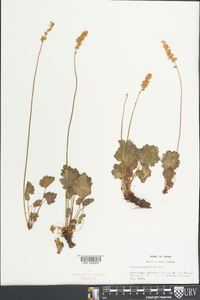 Heuchera ovalifolia image