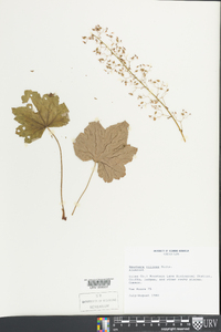 Heuchera villosa image