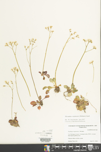 Micranthes virginiensis image