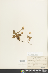 Micranthes virginiensis image