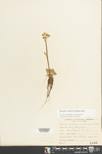 Micranthes virginiensis image