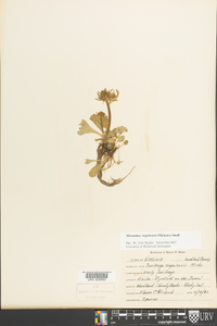 Micranthes virginiensis image