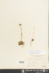 Micranthes virginiensis image