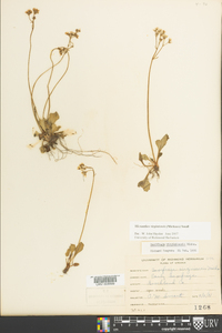 Micranthes virginiensis image