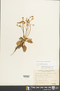 Micranthes virginiensis image