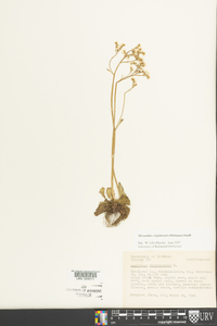 Micranthes virginiensis image