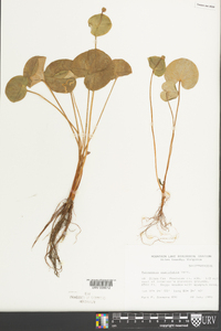 Parnassia asarifolia image