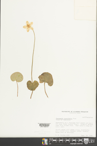 Parnassia asarifolia image