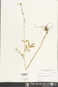 Agrimonia parviflora image