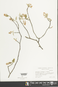 Amelanchier canadensis image