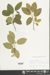 Amelanchier canadensis image