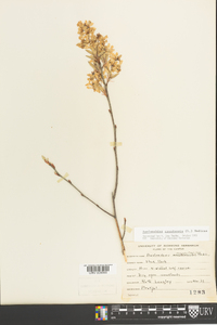 Amelanchier canadensis image