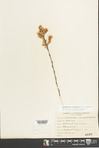 Amelanchier canadensis image