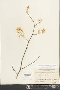 Amelanchier canadensis image