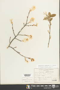 Amelanchier canadensis image