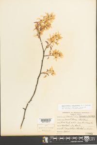 Amelanchier canadensis image