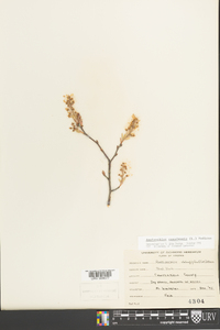 Amelanchier canadensis image