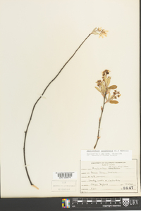 Amelanchier canadensis image