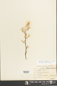 Amelanchier canadensis image