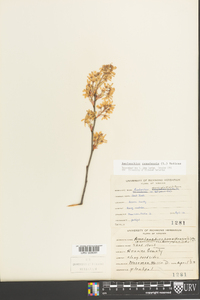 Amelanchier canadensis image