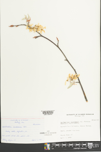 Amelanchier canadensis image