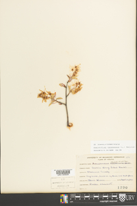 Amelanchier canadensis image