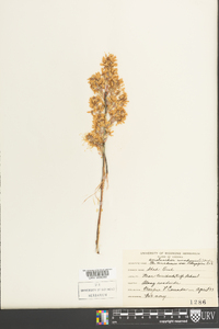 Amelanchier canadensis image