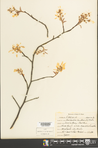 Amelanchier canadensis image