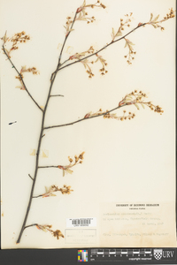 Amelanchier canadensis image