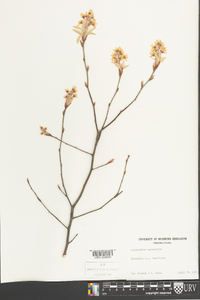 Amelanchier canadensis image