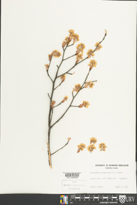 Amelanchier canadensis image