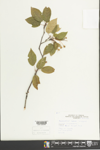 Amelanchier laevis image