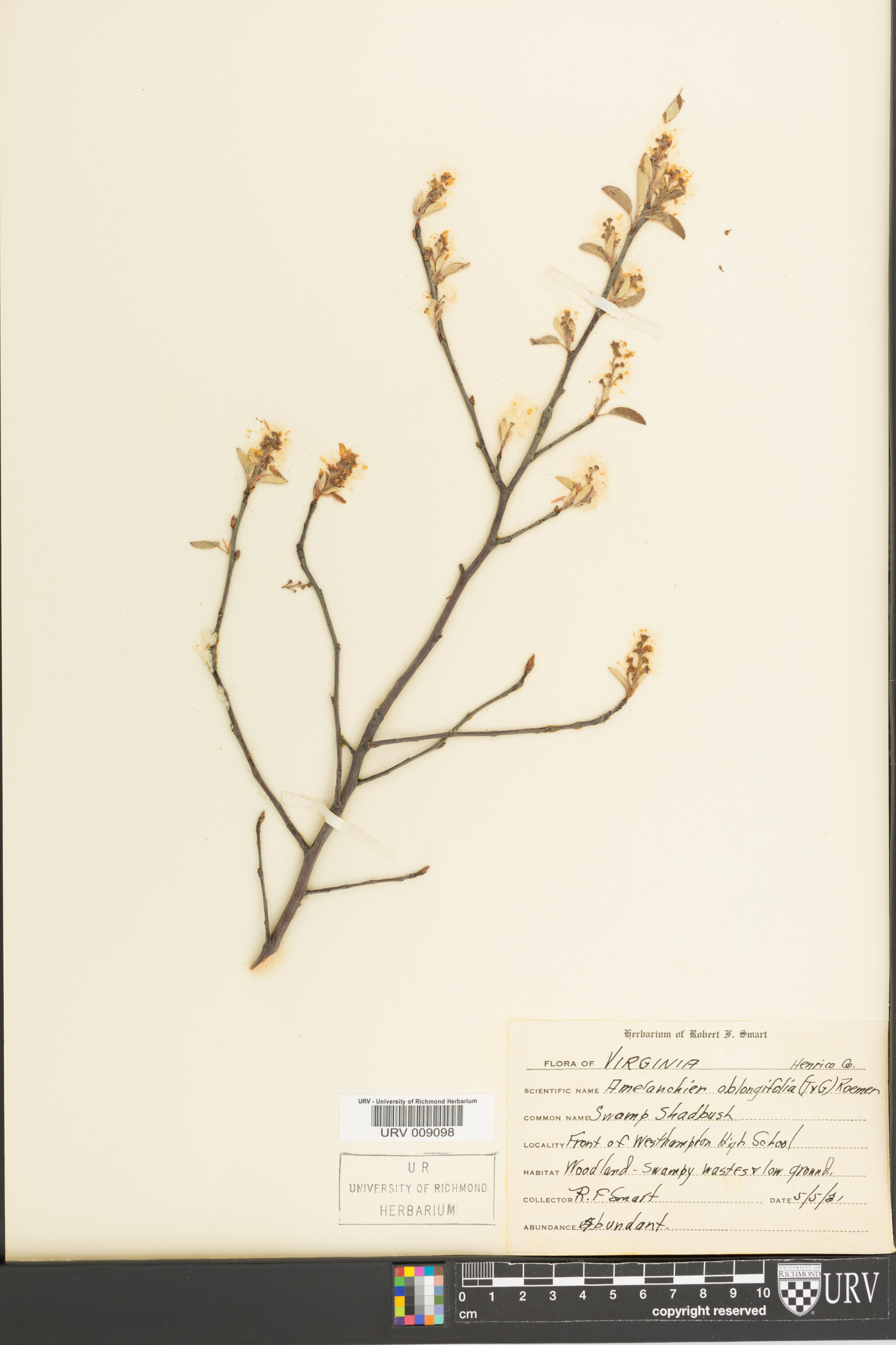 Amelanchier oblongifolia image